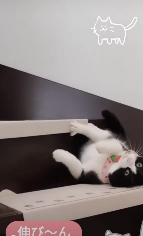 寝ながら階段を降りる猫