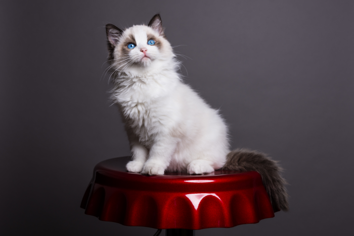 赤いテーブルの上に座るラグドールの子猫