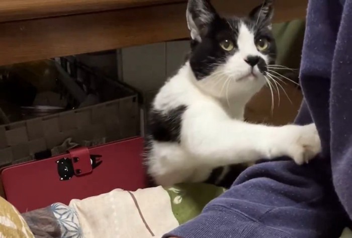人の腕を触る猫