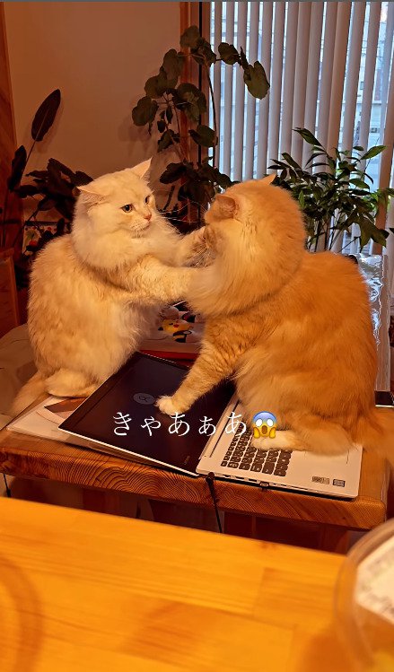 パソコンの画面を踏みつける猫