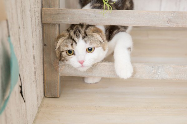 はしごの間から顔を出す猫