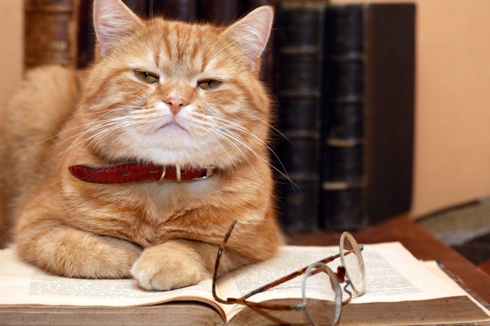本の上に乗る猫とメガネ
