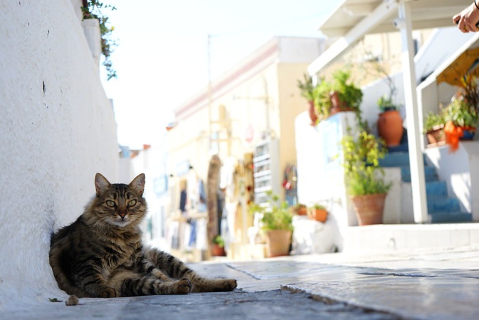 街中で座る猫