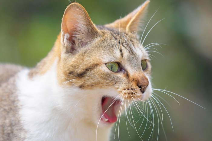 あくびをする猫の顔アップ