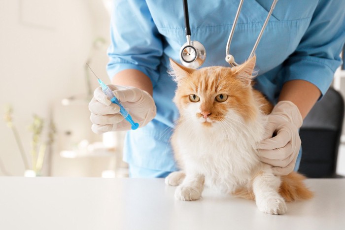 注射器を持つ獣医と猫