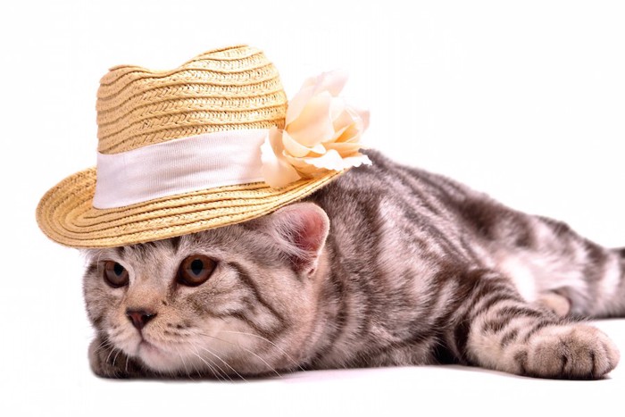 帽子をかぶる寂しげな猫