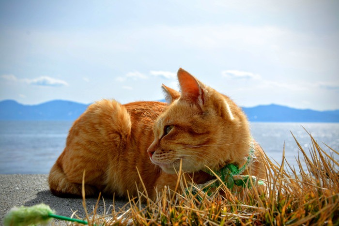 海と猫の写真
