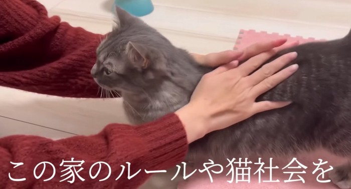 撫でられながらじっとする猫