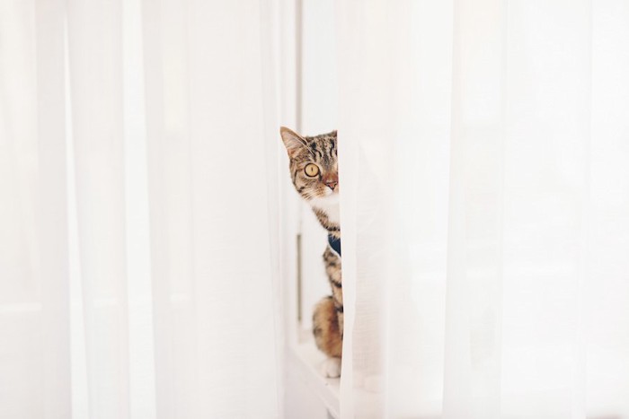 カーテンの裏から顔を出す猫
