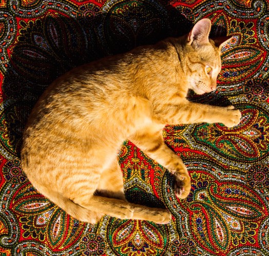 カーペットの上で寝転ぶ茶トラ猫