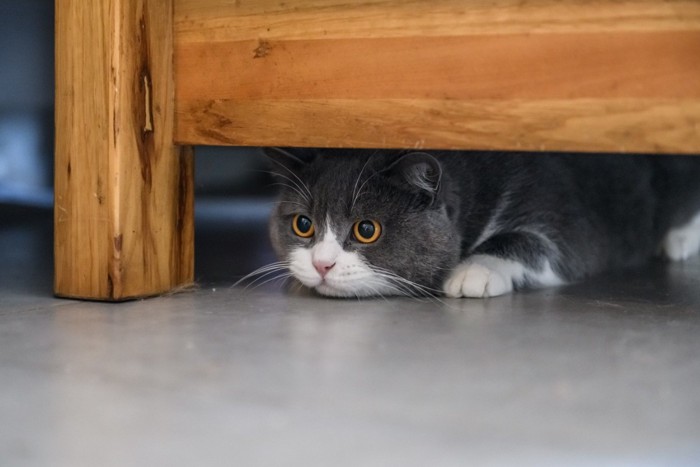 家具の下に隠れている猫
