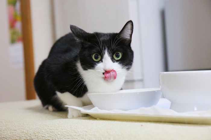 水を飲んだ後に舌を出す猫