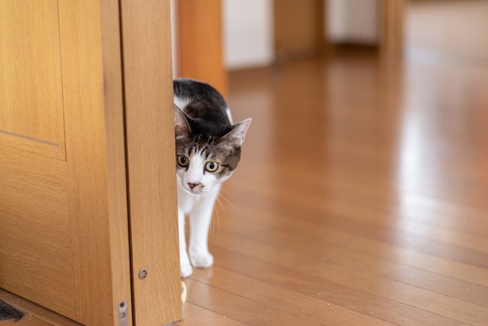 ドアの陰から中を覗く猫