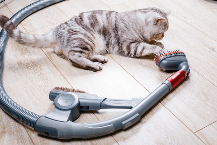 猫と掃除機