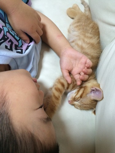 子猫と子供が眠る写真