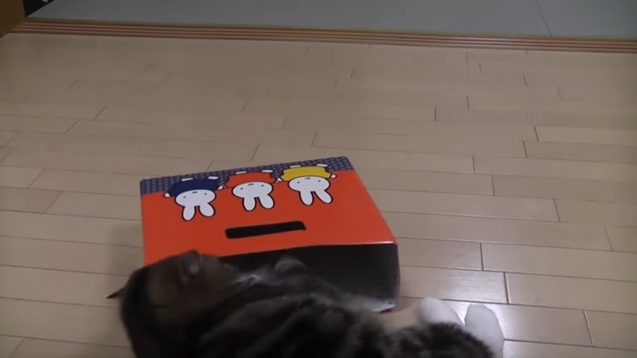 倒れた箱と猫