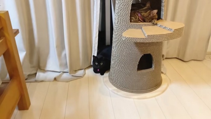 黒猫とタワーの中にいるベンガル