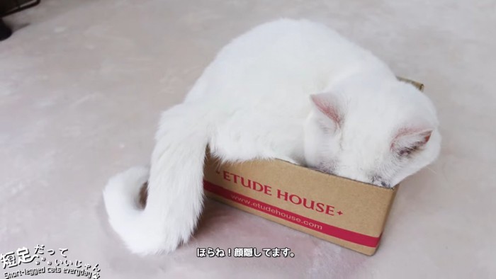 箱に入って顔を隠す猫