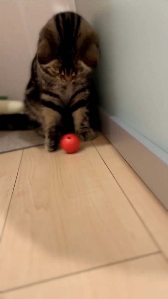 赤いボールを見る猫