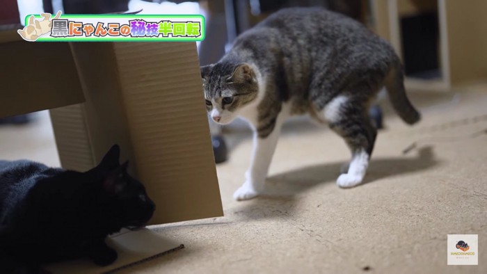 箱と黒猫の隣のキジシロ