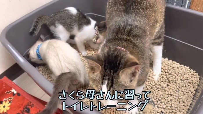 トイレを使う3匹の猫