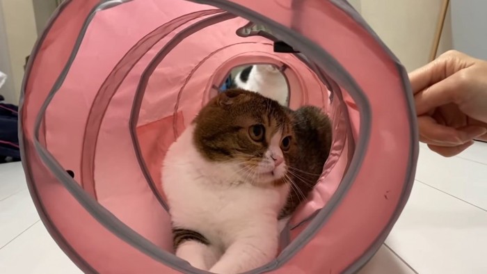 トンネルのおもちゃの中にいる猫