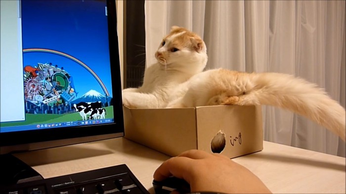 パソコンの方を見る猫