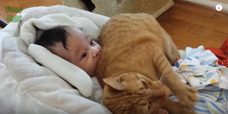 乳児にのしかかる猫
