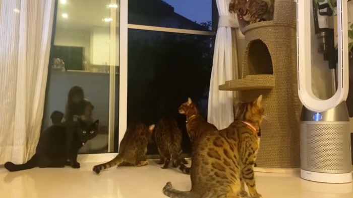 窓際に集まる猫たち