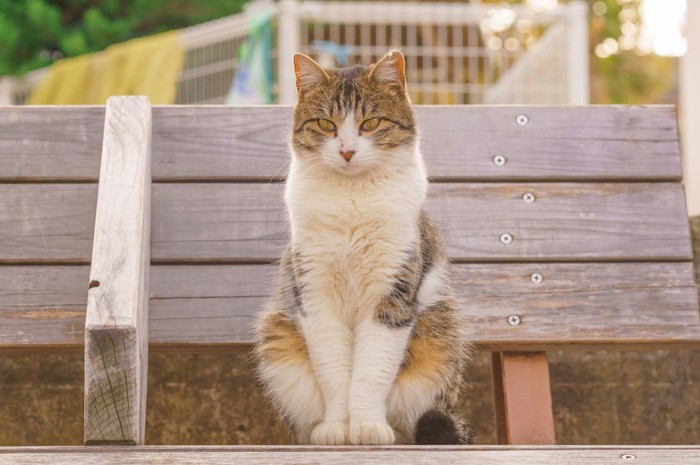 ベンチにお行儀良く座る猫