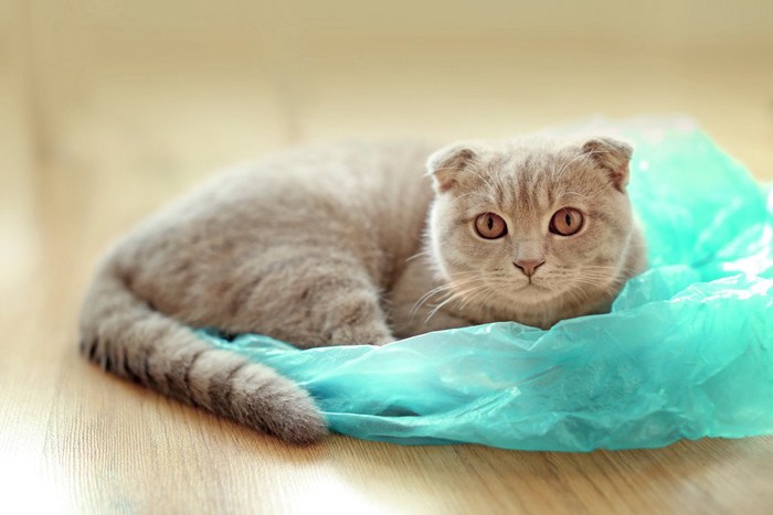 青いビニール袋の上に乗る猫