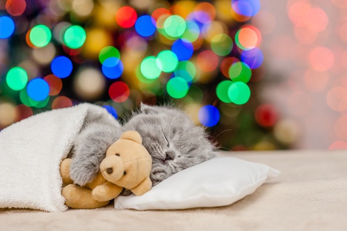 熊のぬいぐるみを抱きしめて白い枕で寝る子猫