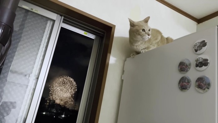 窓の外の花火と冷蔵庫の上の猫
