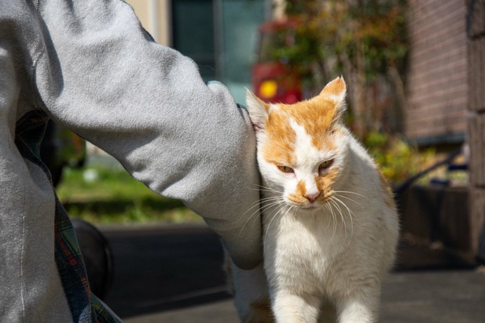 スリスリする猫