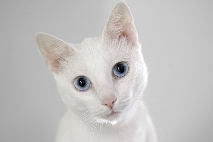 こちらを見つめる青い瞳の白猫