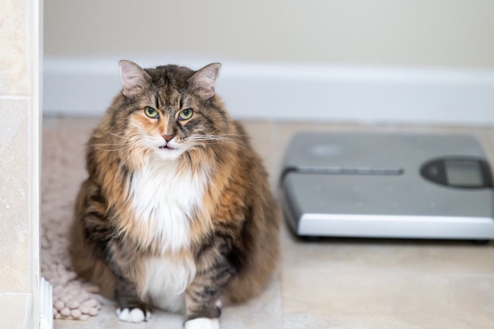 体重計と肥満の猫