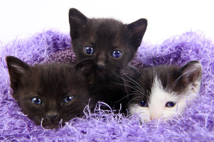 綺麗な瞳の三匹の子猫