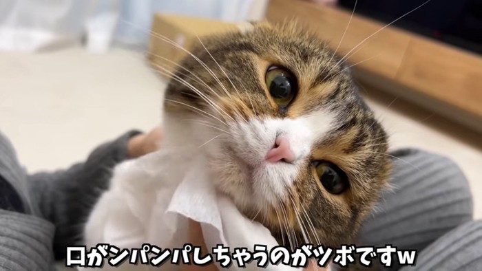 顎を拭かれる猫