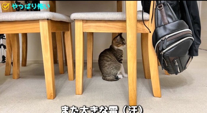 テーブルの下の猫