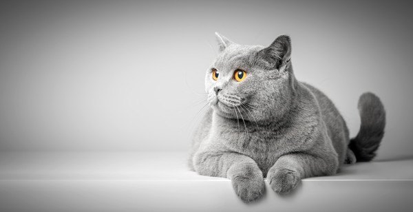 灰色の猫と灰色の背景