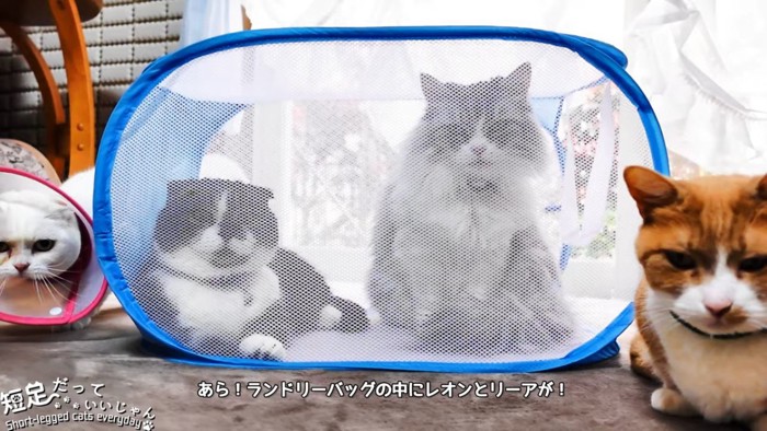 ランドリーバッグの中にいる2匹の猫