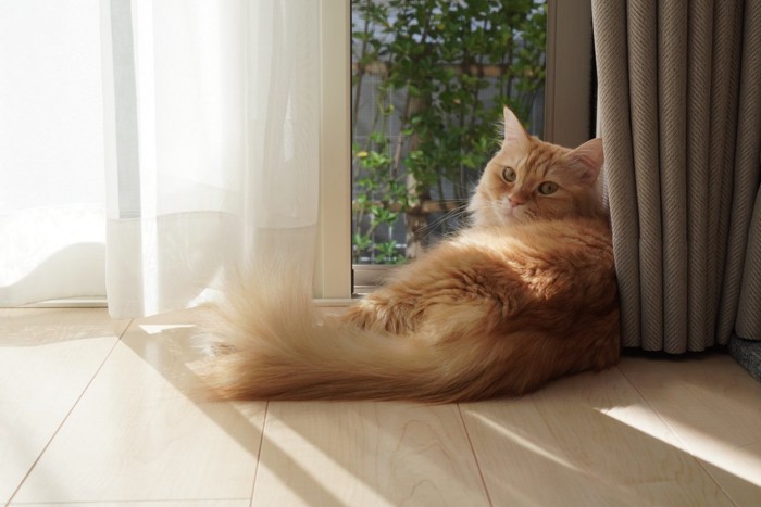 日向ぼっこしている猫