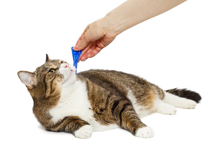 予防薬を塗布する猫