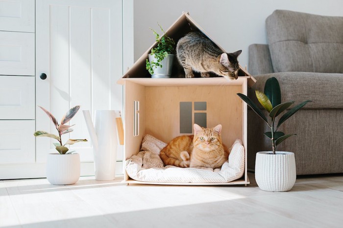 家の形をした猫用ベッドで寛ぐ2匹の猫