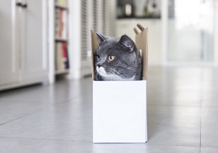 箱にすっぽりと入って横を見る猫
