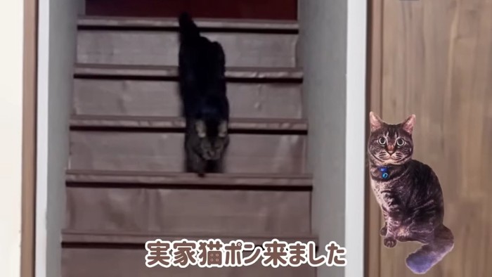階段から下りてきた猫