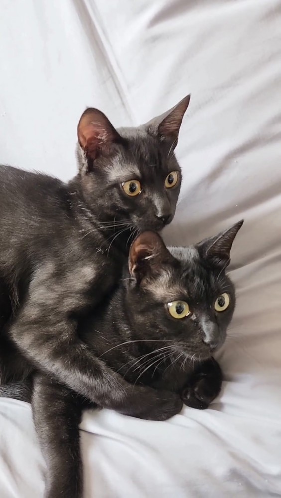 重なっている2匹の黒猫