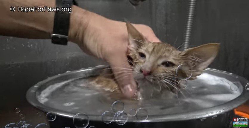 風呂につかる子猫