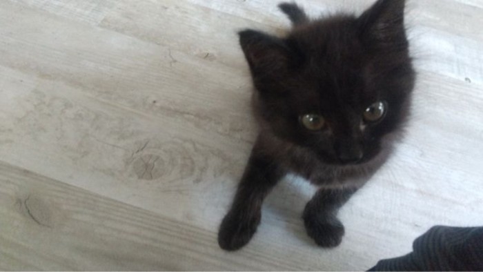 黒い子猫の写真