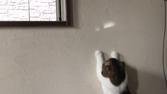 壁に両前足をついてる猫